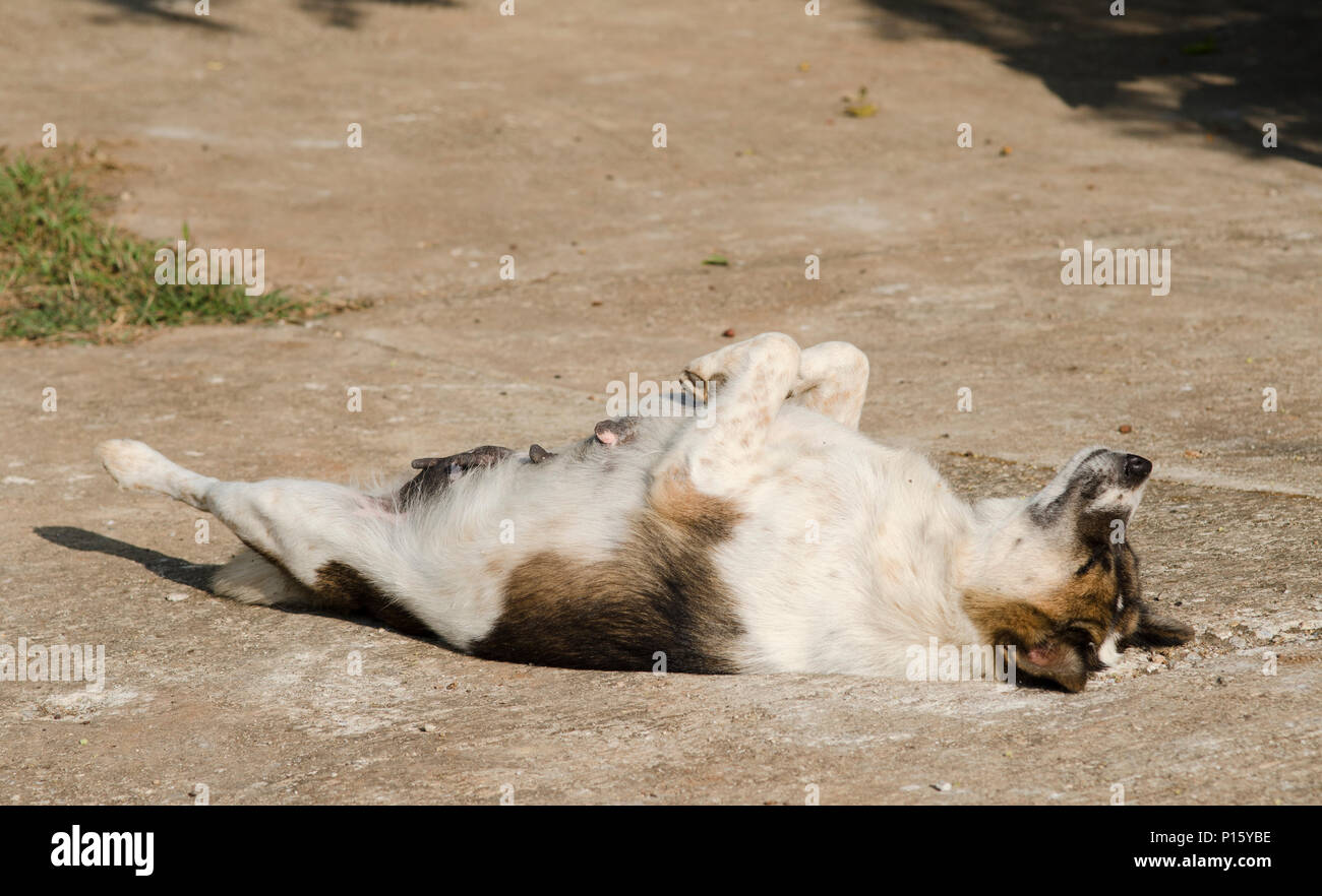 dog sleeping upside down Stock Photo