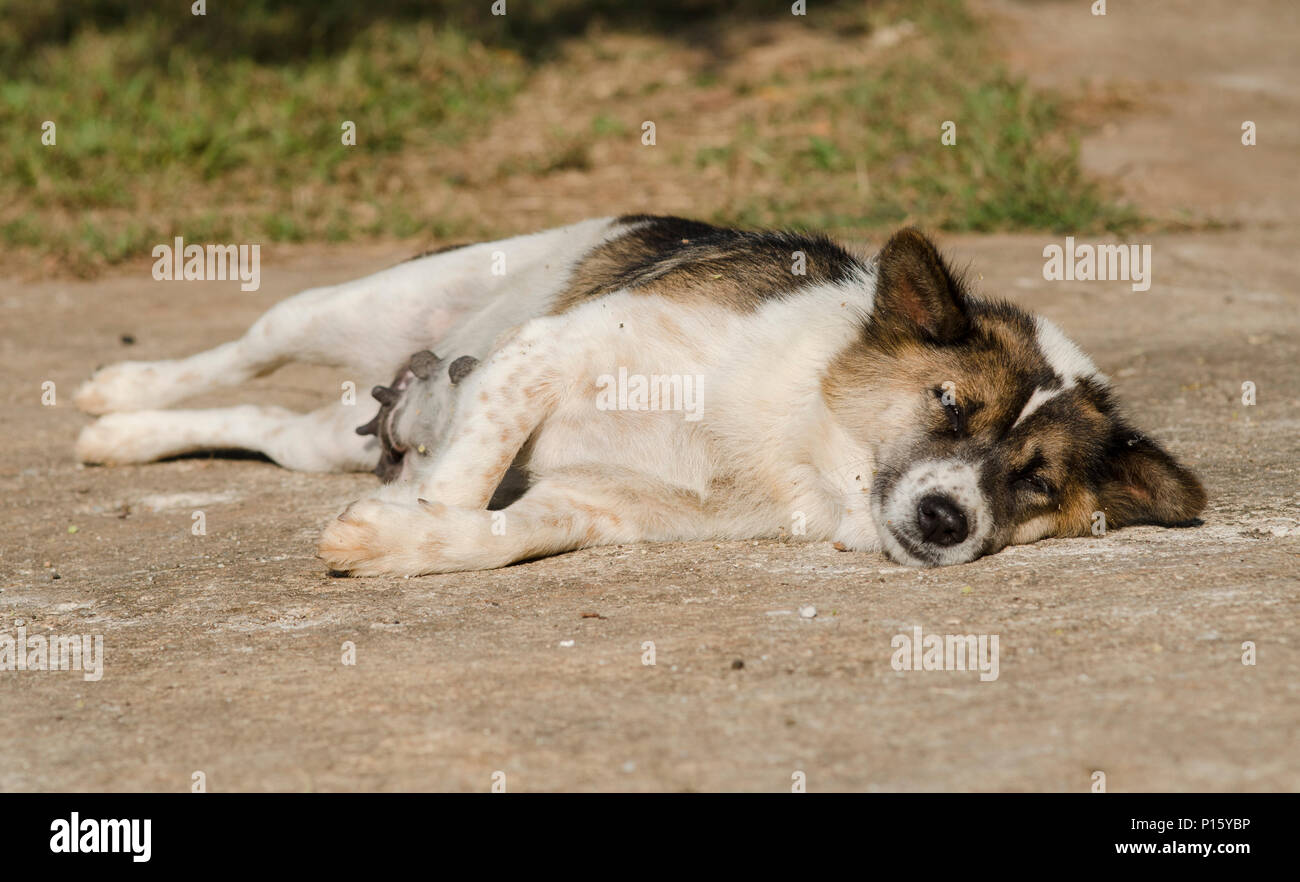 dog sleeping upside down Stock Photo Alamy