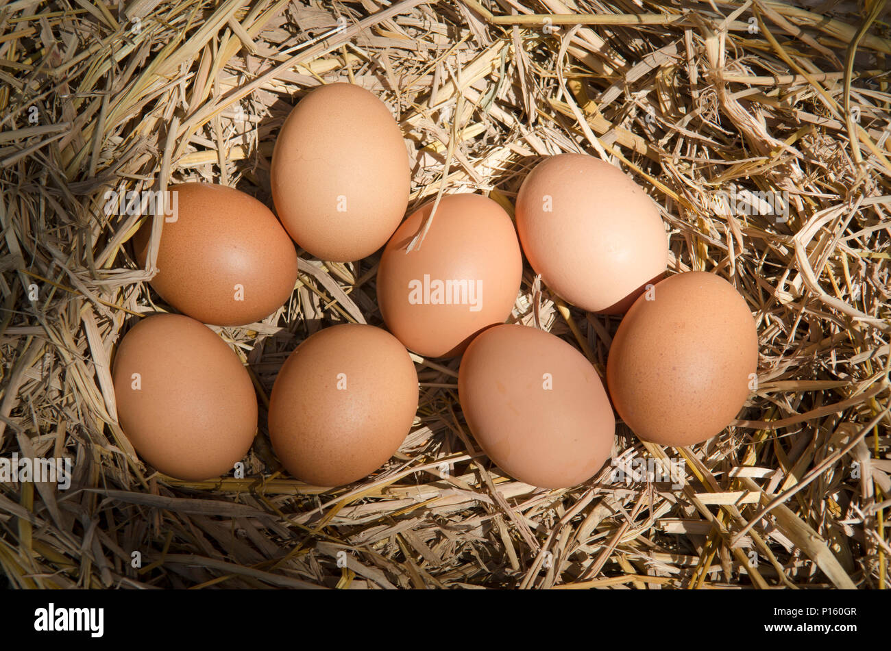 brown eggs at hay nest in chicken farm Stock Photo - Alamy
