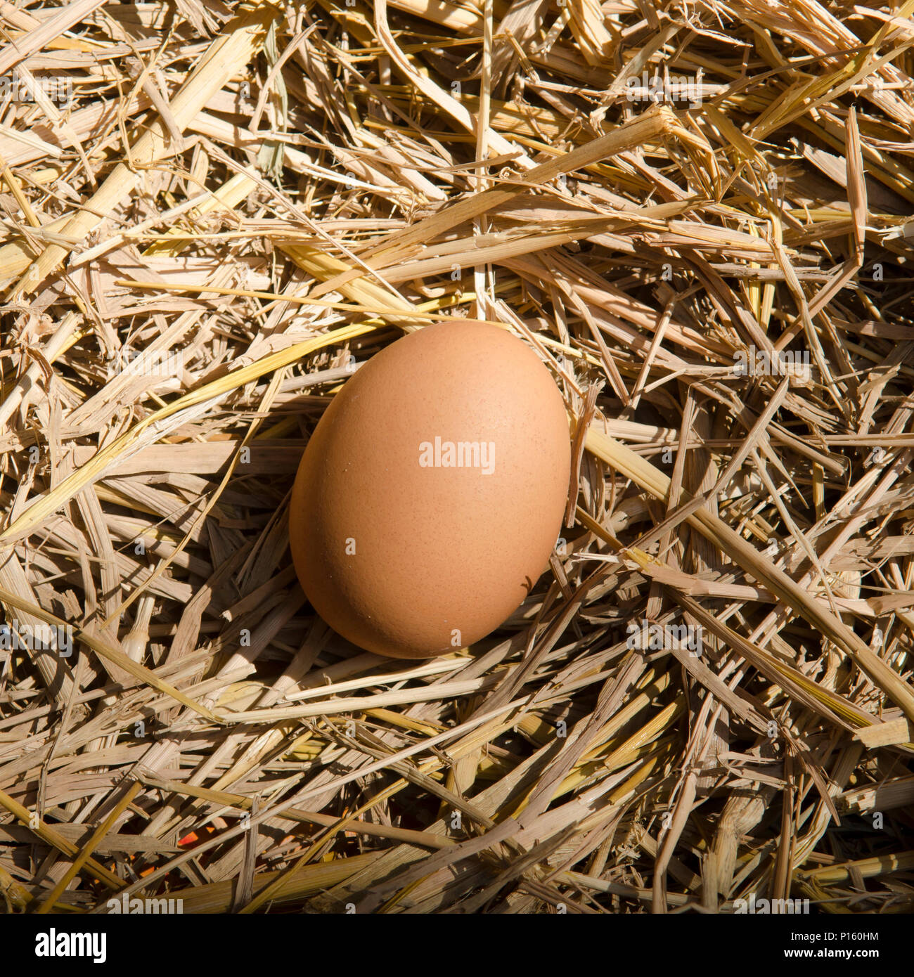 brown eggs at hay nest in chicken farm Stock Photo - Alamy