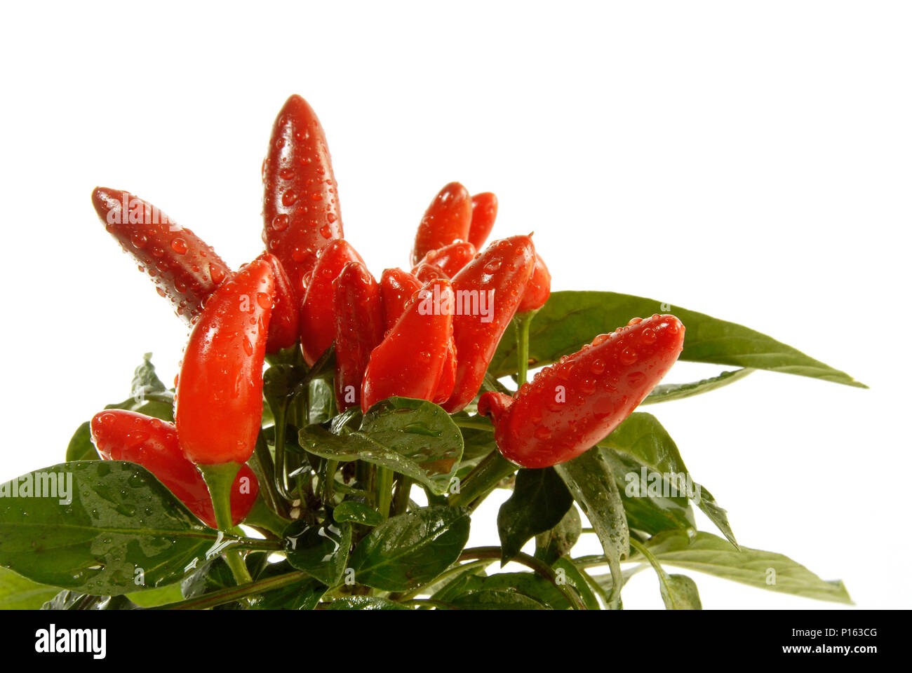 Wet Chili Paprika Plant Stock Photo Alamy