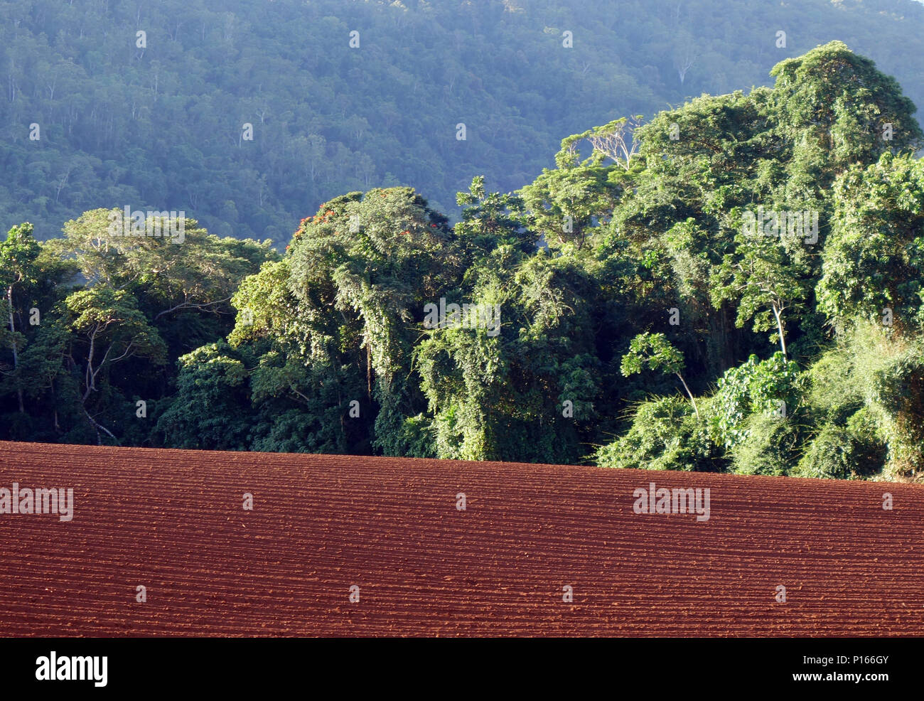 Field of red soil tilled for sugar cane, against backdrop of wet tropics rainforest, Goldsborough Valley, near Cairns, Queensland, Australia Stock Photo