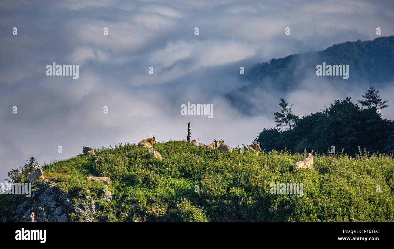 (180611) -- FOPING, June 11, 2018 (Xinhua) -- Takins are seen in mountainous region of Foping County, northwest China's Shaanxi Province, June 9, 2018. The number of the rare animal takin is rising under protection and environment improvement. (Xinhua/Zhao Jianqiang) (wyl) Stock Photo