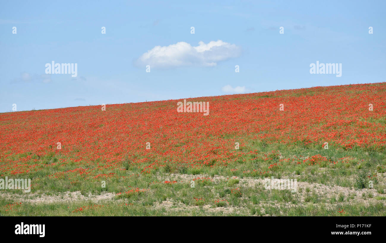 West Hyde, UK.  11 June 2018.  UK Weather - A field of poppies in bloom on a warm and sunny day in West Hyde, near Denham, Buckinghamshire. Credit: Stephen Chung / Alamy Live News Stock Photo