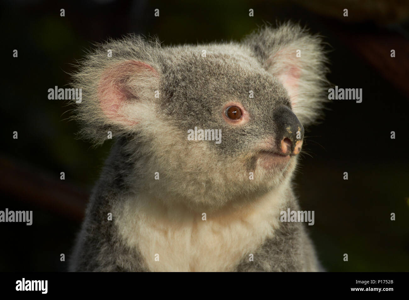Australian koala bears hi-res stock photography and images - Alamy