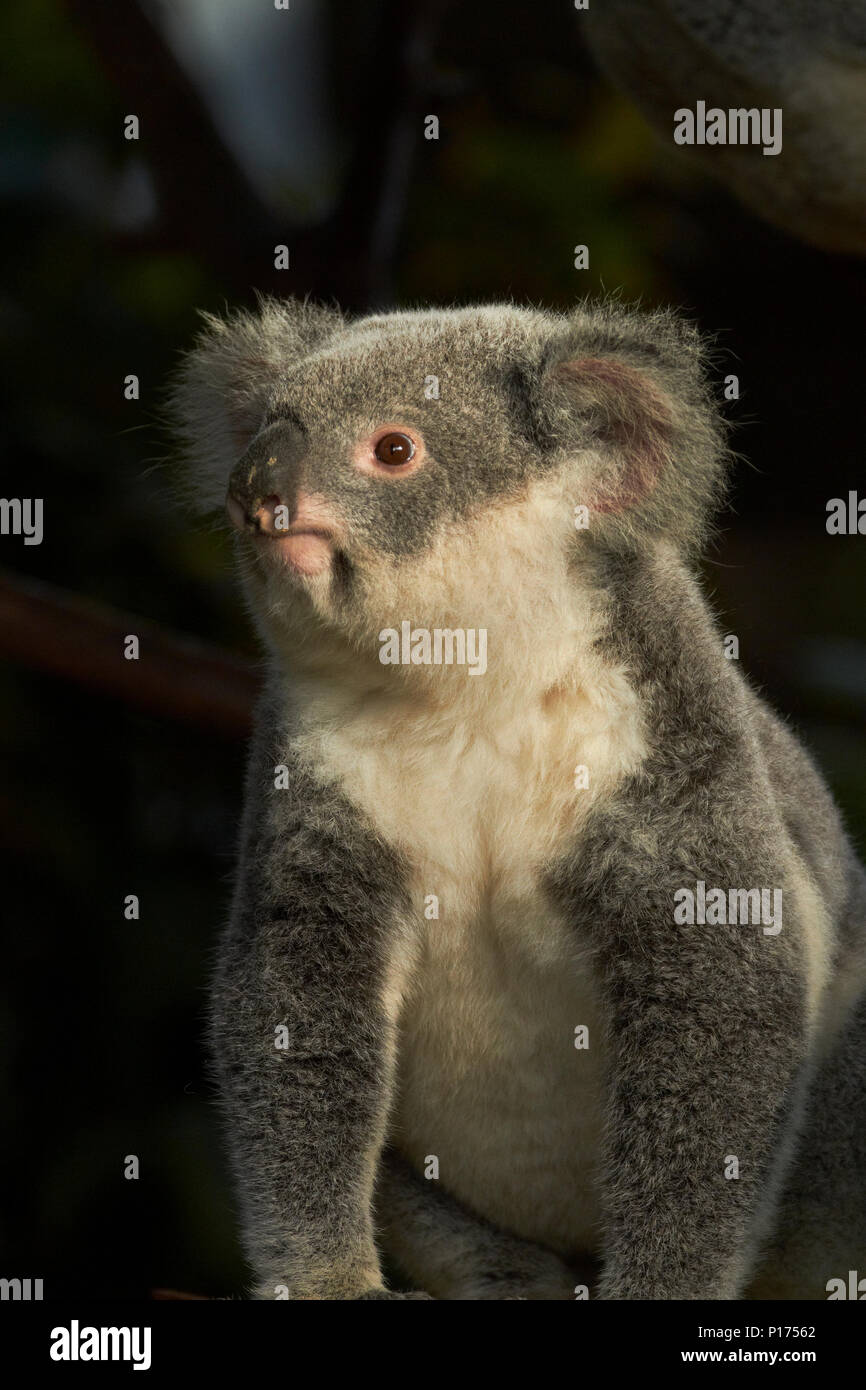 Australian koala bears hi-res stock photography and images - Alamy