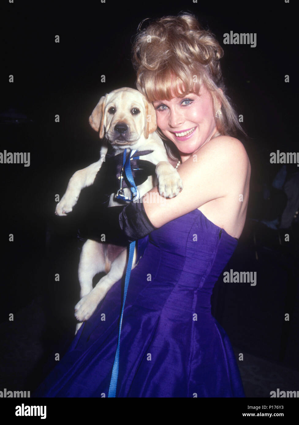 BEVERLY HILLS, CA - OCTOBER 04: Actress Barbara Eden attends the Los Angeles Chapter Juvenile Diabetes Research Foundation International Presents the First Annual Promise Ball on October 4, 1991 at the Beverly Hilton Hotel in Beverly Hills, California. Photo by Barry King/Alamy Stock Photo Stock Photo