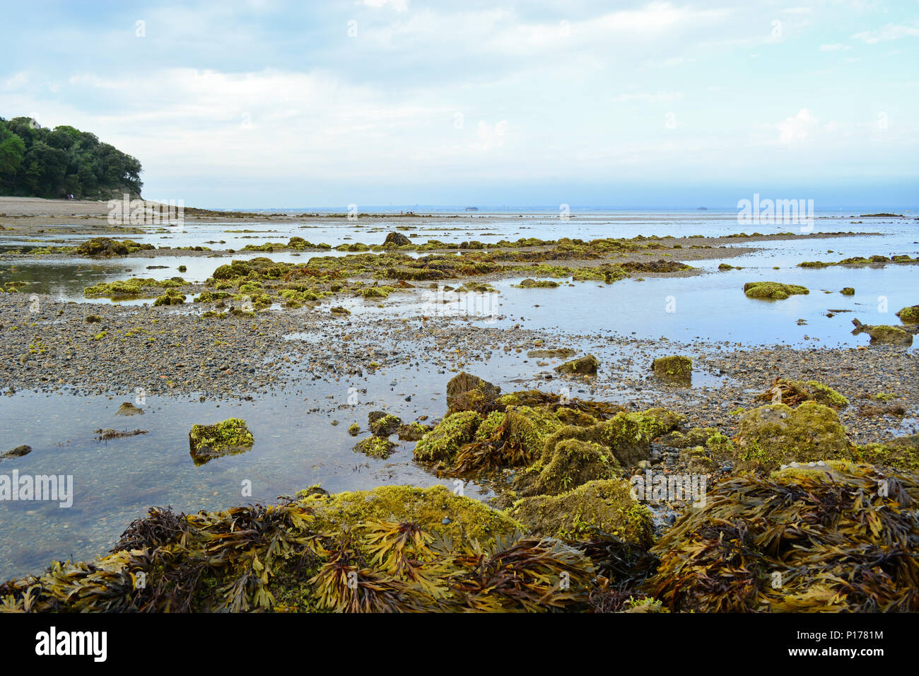 Rocks and seaweed exposed on the beach at St Helens on the Isle of Wight, UK. Stock Photo