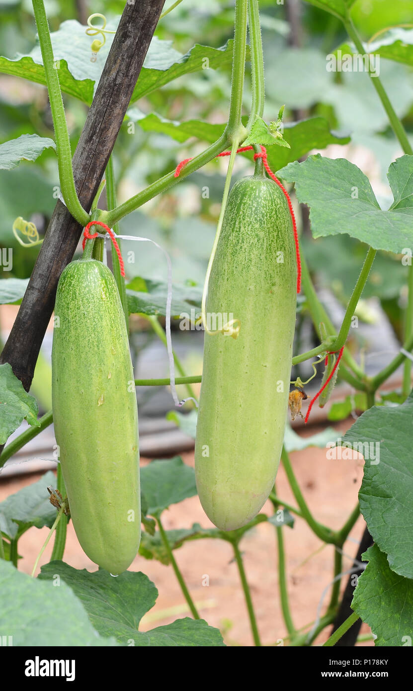 growing cucumbers in the garden Stock Photo - Alamy