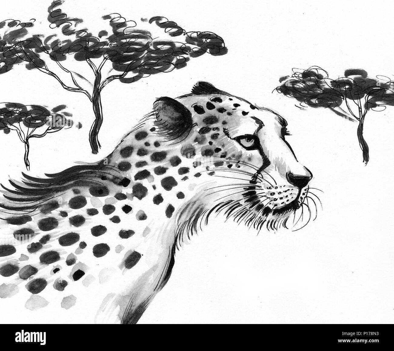 Cheetah animal in savanna. Ink black and white illustration Stock Photo