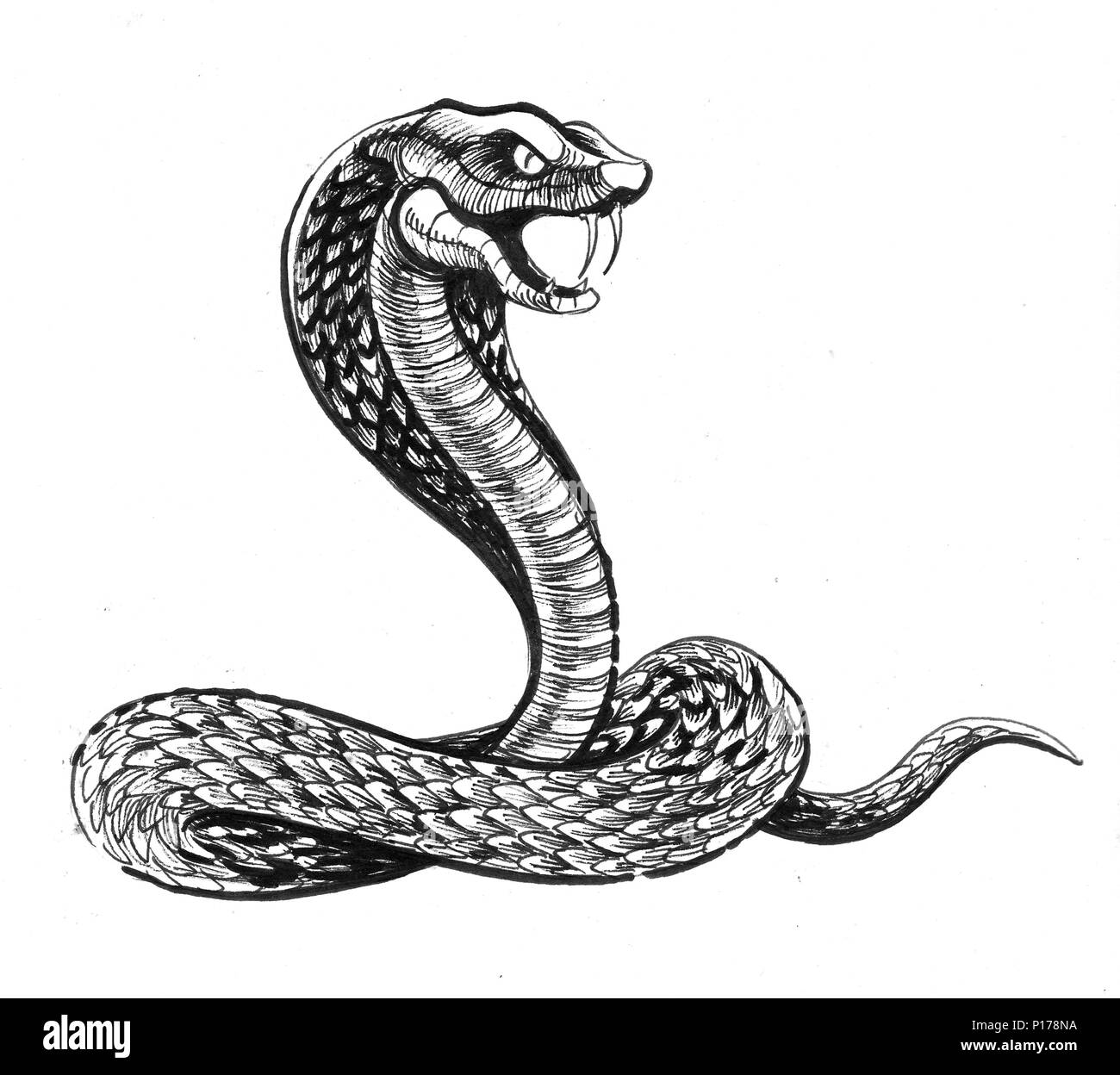 Cobra snake. Ink black and white illustration Stock Photo