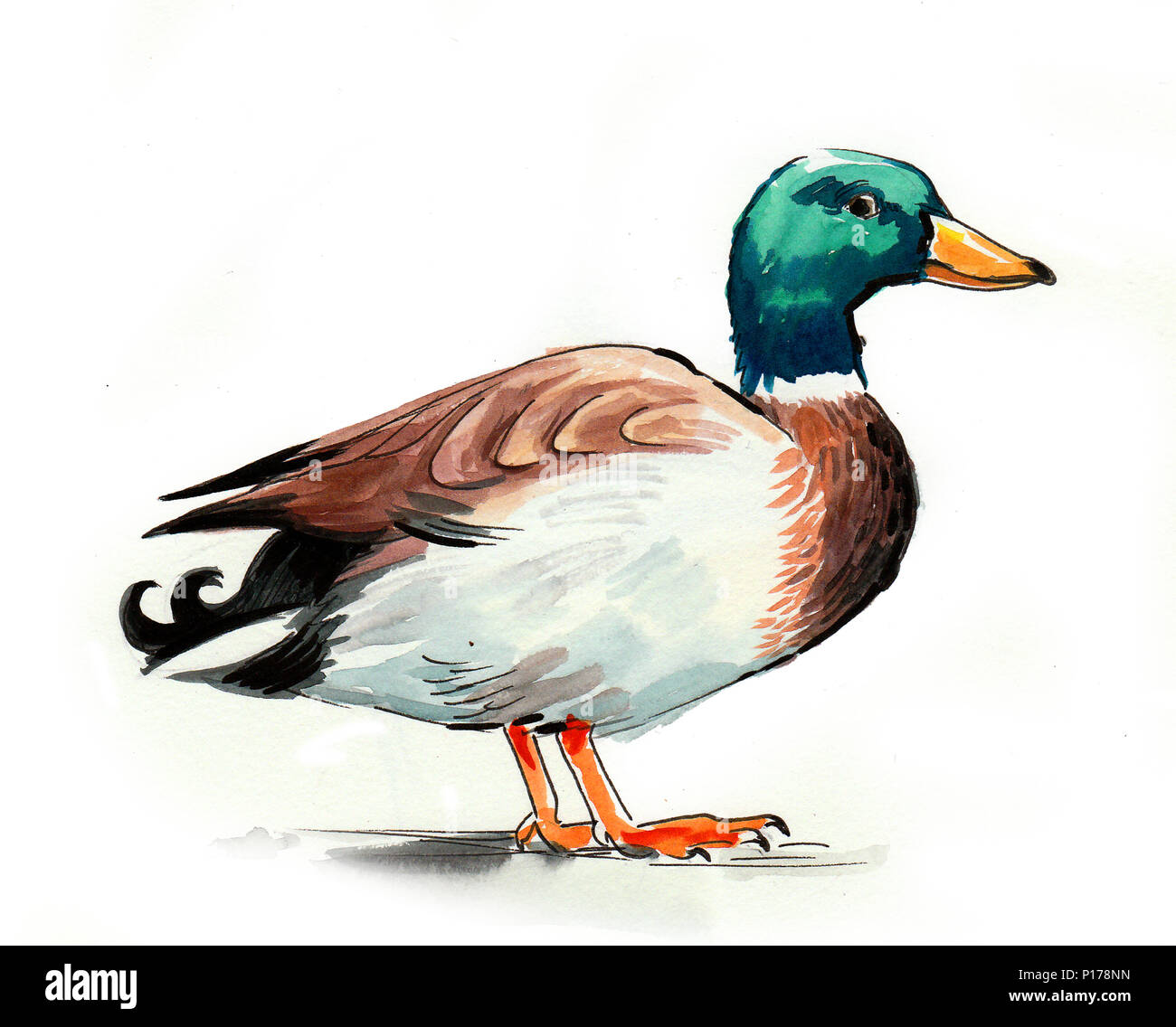 Mallard Duck Flying Drawing Download  Mallard Png  Free Transparent PNG  Clipart Images Download