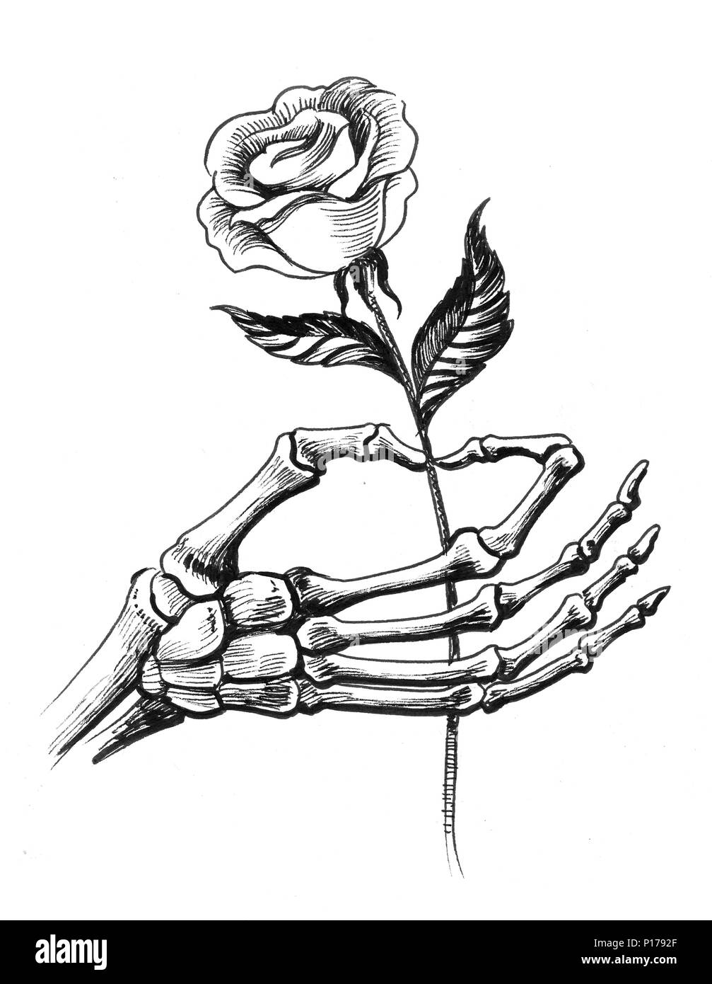 Skeleton hand with a white rose flower. Ink black and white illustration  Stock Photo - Alamy