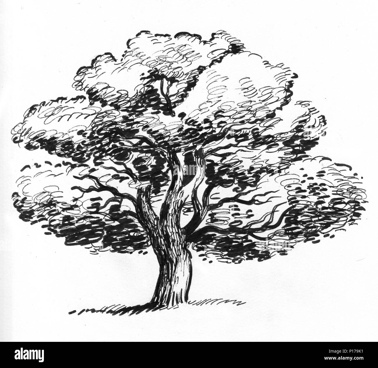 Oak Tree Drawing  How To Draw An Oak Tree Step By Step