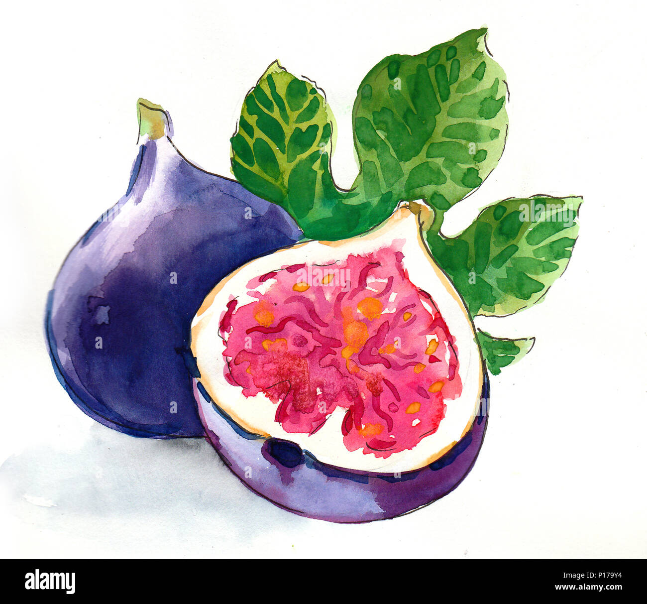 Watercolor sketch of a fig fruit Stock Photo Alamy