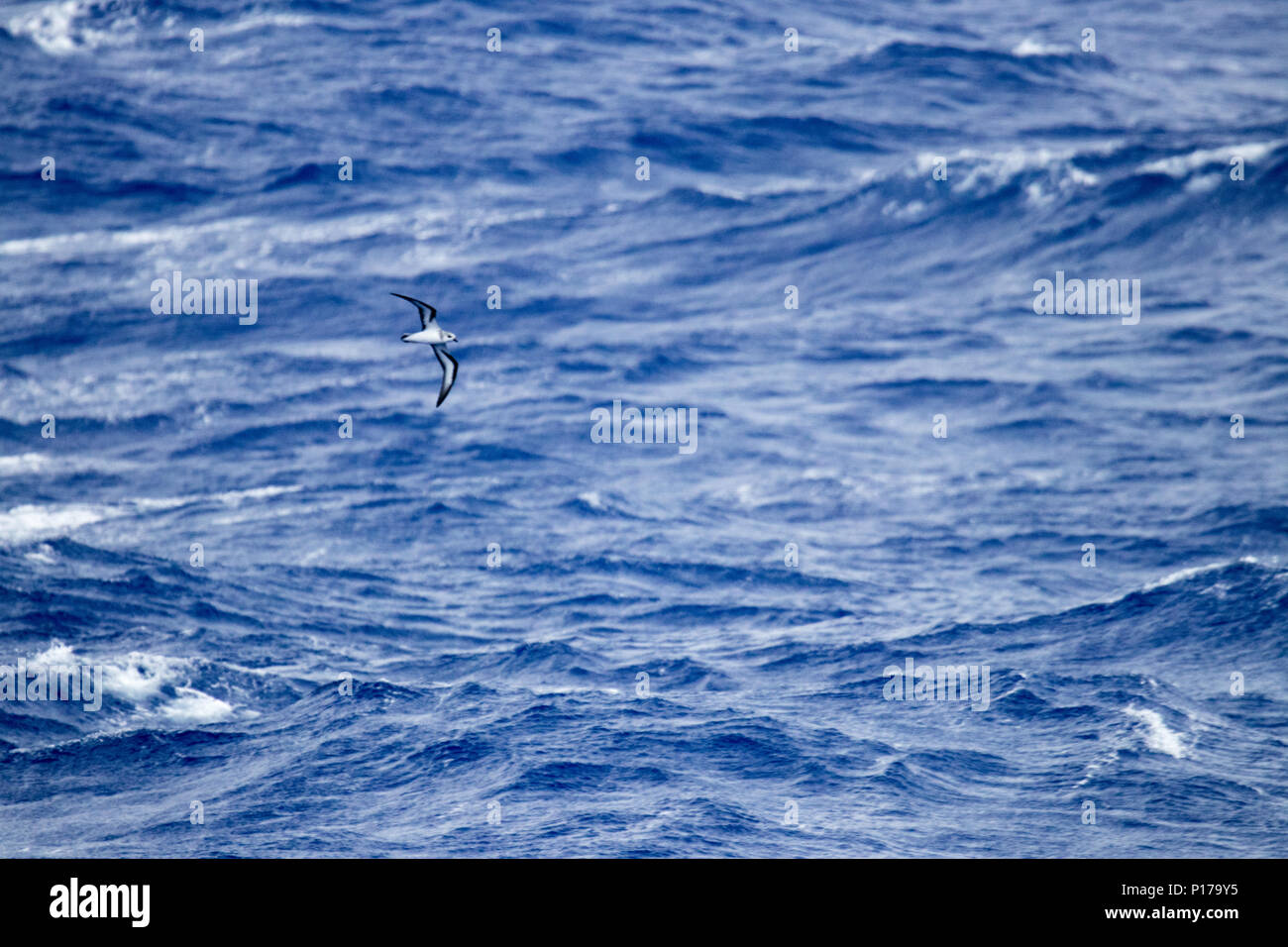 A black-winged petrel of genus Pterodroma cruises by the National Geographic Orion as she transits from Tahiti to the Cook Islands Stock Photo
