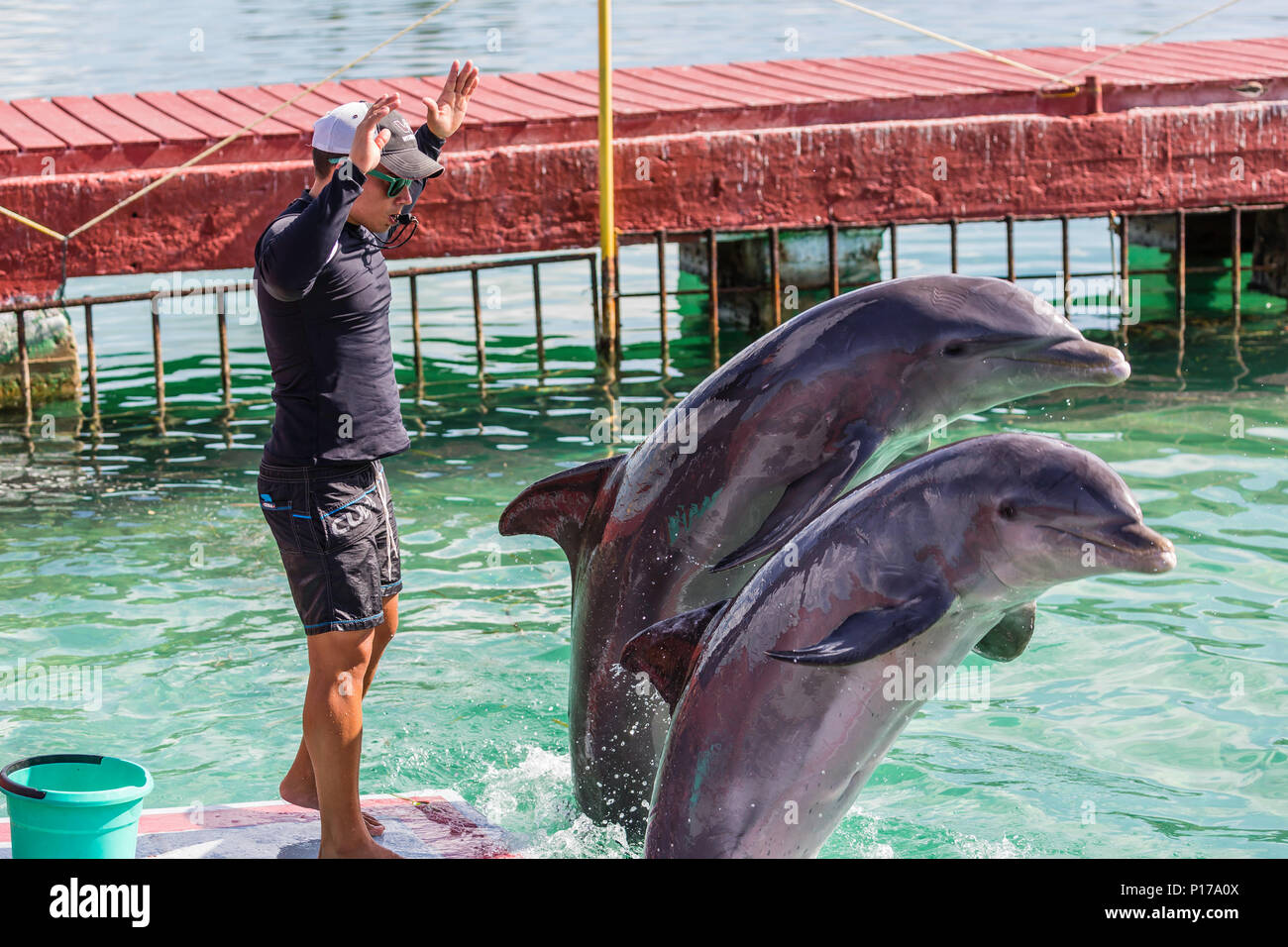 Captive bottlenose dolphins, Tursiops truncatus, performing at a show on Cayo Largo, Cuba. Stock Photo