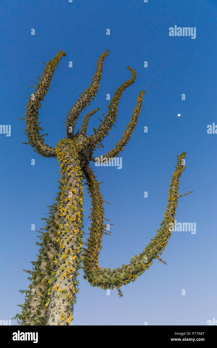 Boojum tree under a full moon, also called Cirio, Fouquieria columnaris, Rancho Santa Inez, Baja California, Mexico Stock Photo