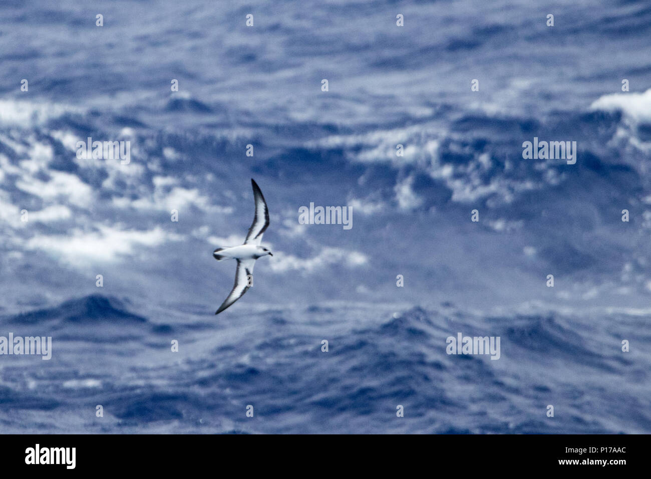 A black-winged petrel of genus Pterodroma cruises by the National Geographic Orion as she transits from Tahiti to the Cook Islands Stock Photo