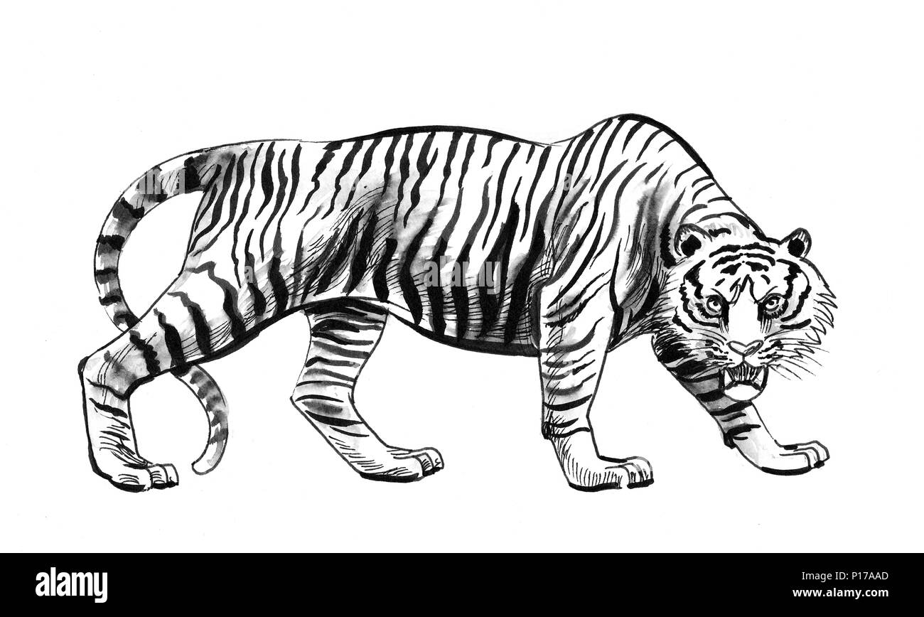 Angry tiger. Ink black and white illustration Stock Photo - Alamy
