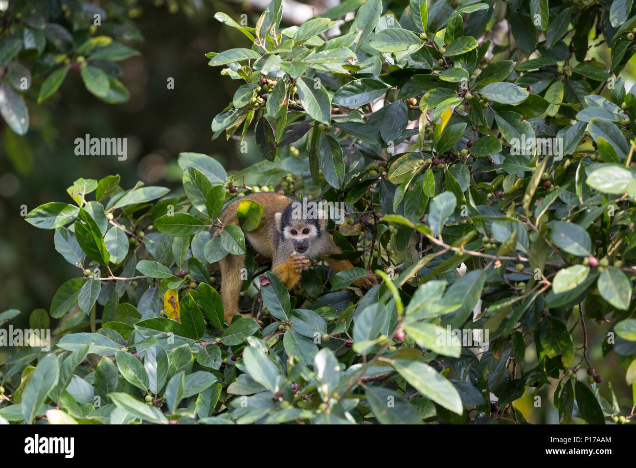 Adult common squirrel monkey, Saimiri sciureus, feeding in the Pacaya ...
