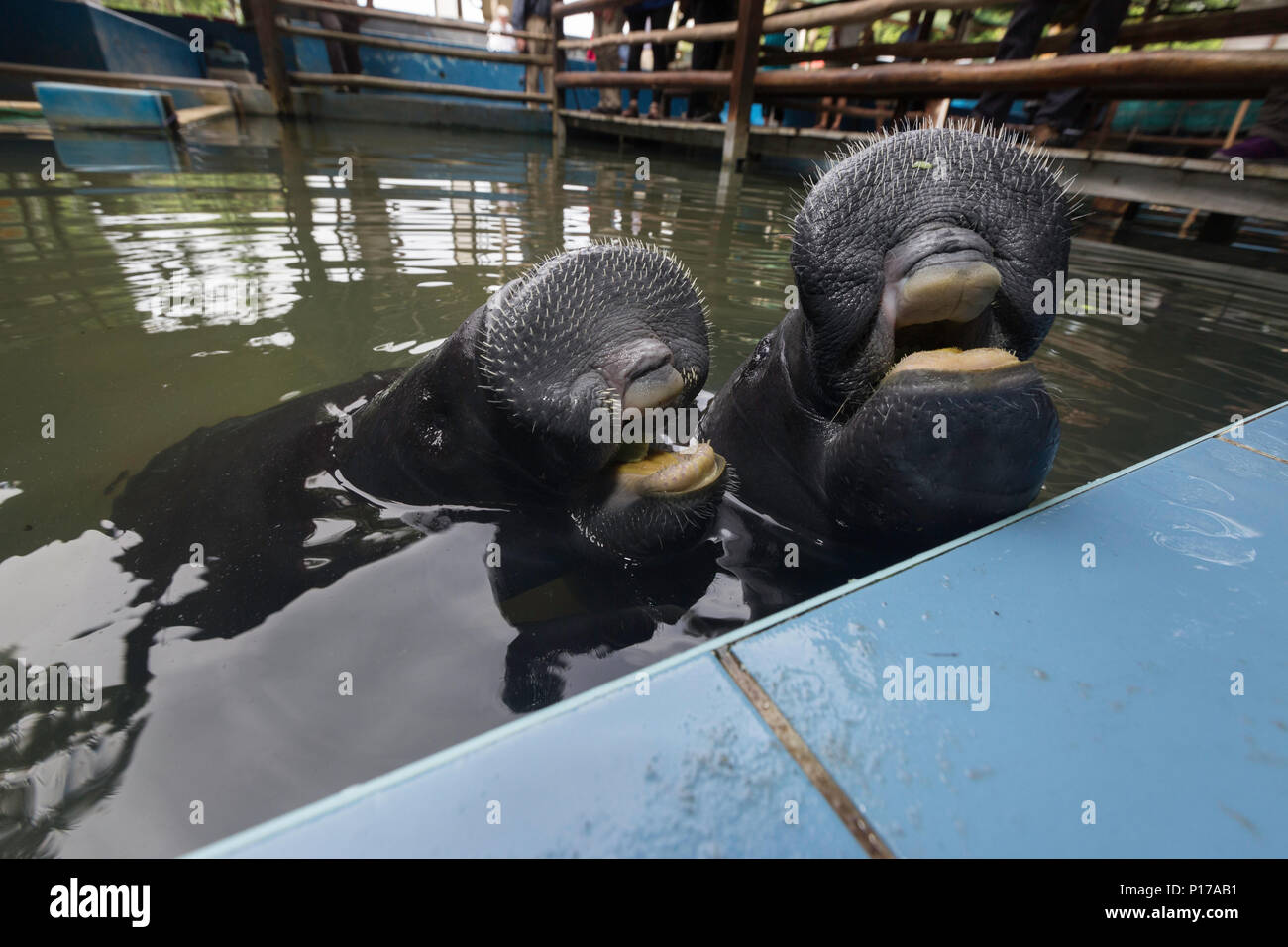 Captive Amazonian manatee, Trichechus inunguis, head detail at the