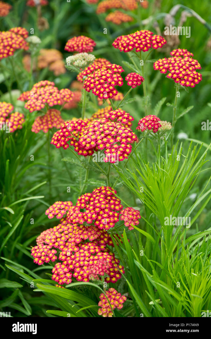 Red yarrow, Achillea Milliefolium Rubra.  Pretty red and yellow perennial flowers growing in the garden. Stock Photo