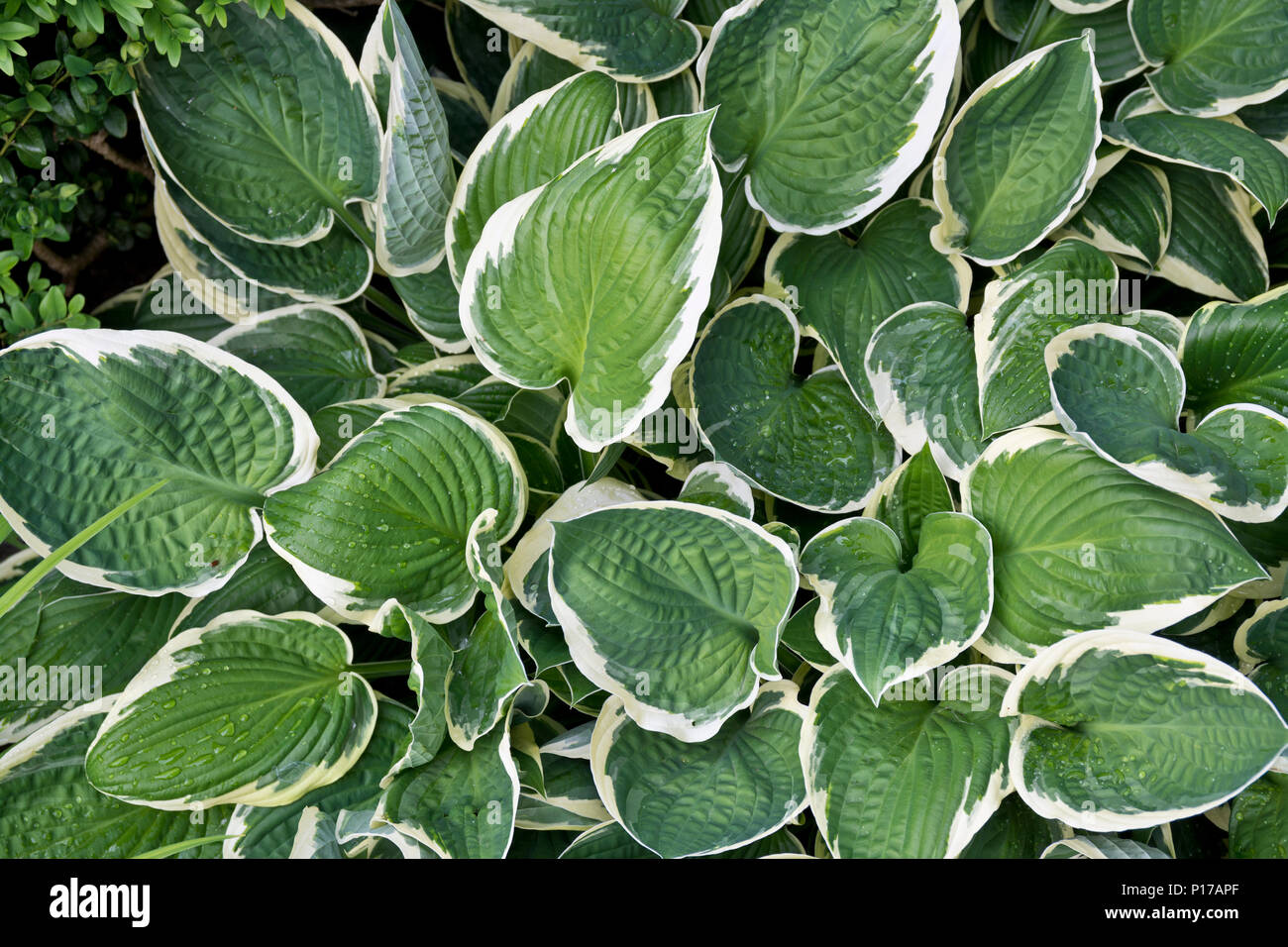 Beautiful green and white hosta plants in the garden.   Hosta sagae, or plantain lilies. Stock Photo