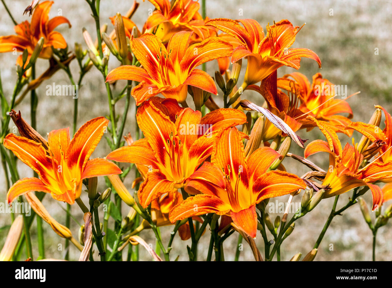 Orange daylilies, Hemerocallis fulva Flowerbeds Garden Flowers Stock Photo