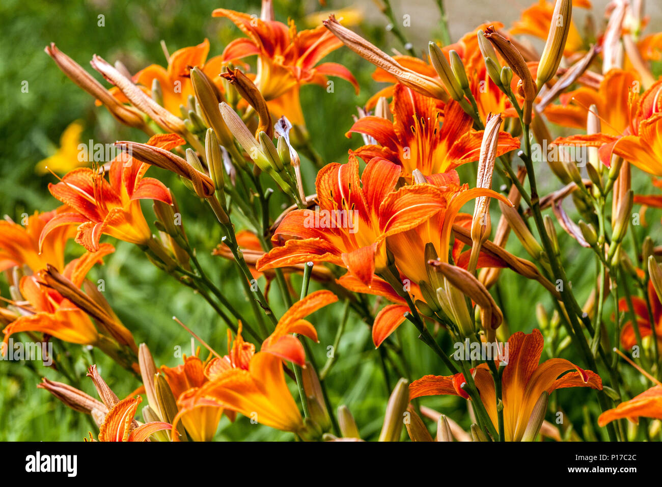 Orange daylilies garden of Hemerocallis fulva, fulvous daylily flowers Stock Photo