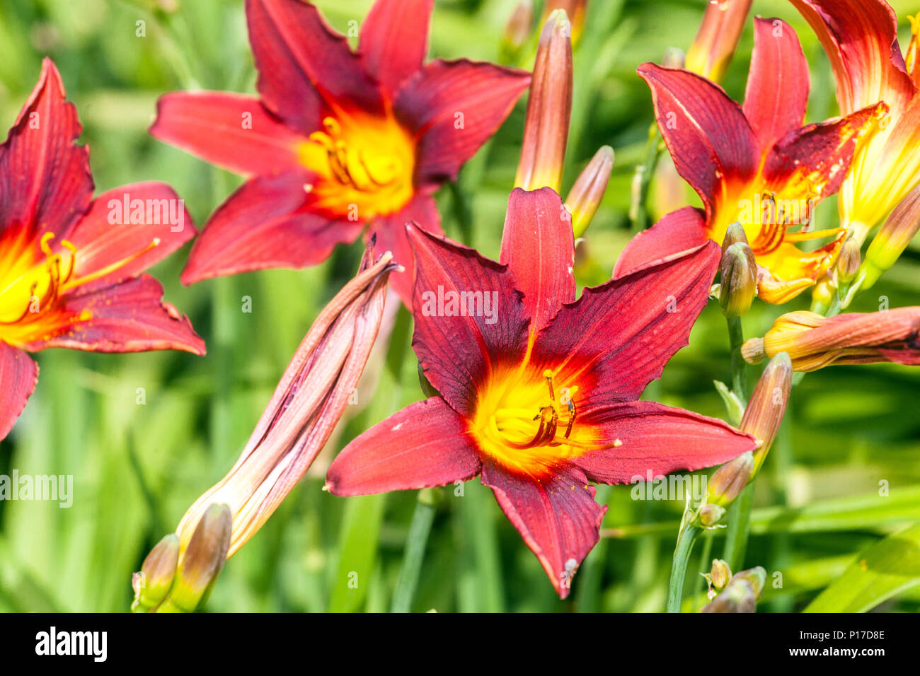Dark red Daylily Hemerocallis ' Shinning Plumage ', red flowers Stock Photo