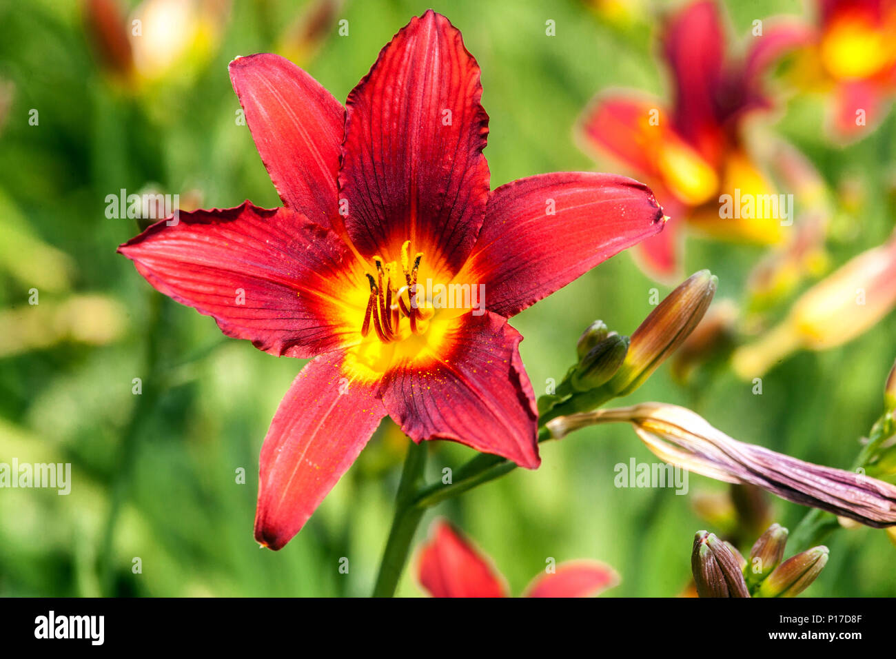 Red Hemerocallis ' Shinning Plumage ', red Daylily, Daylilies, Stock Photo