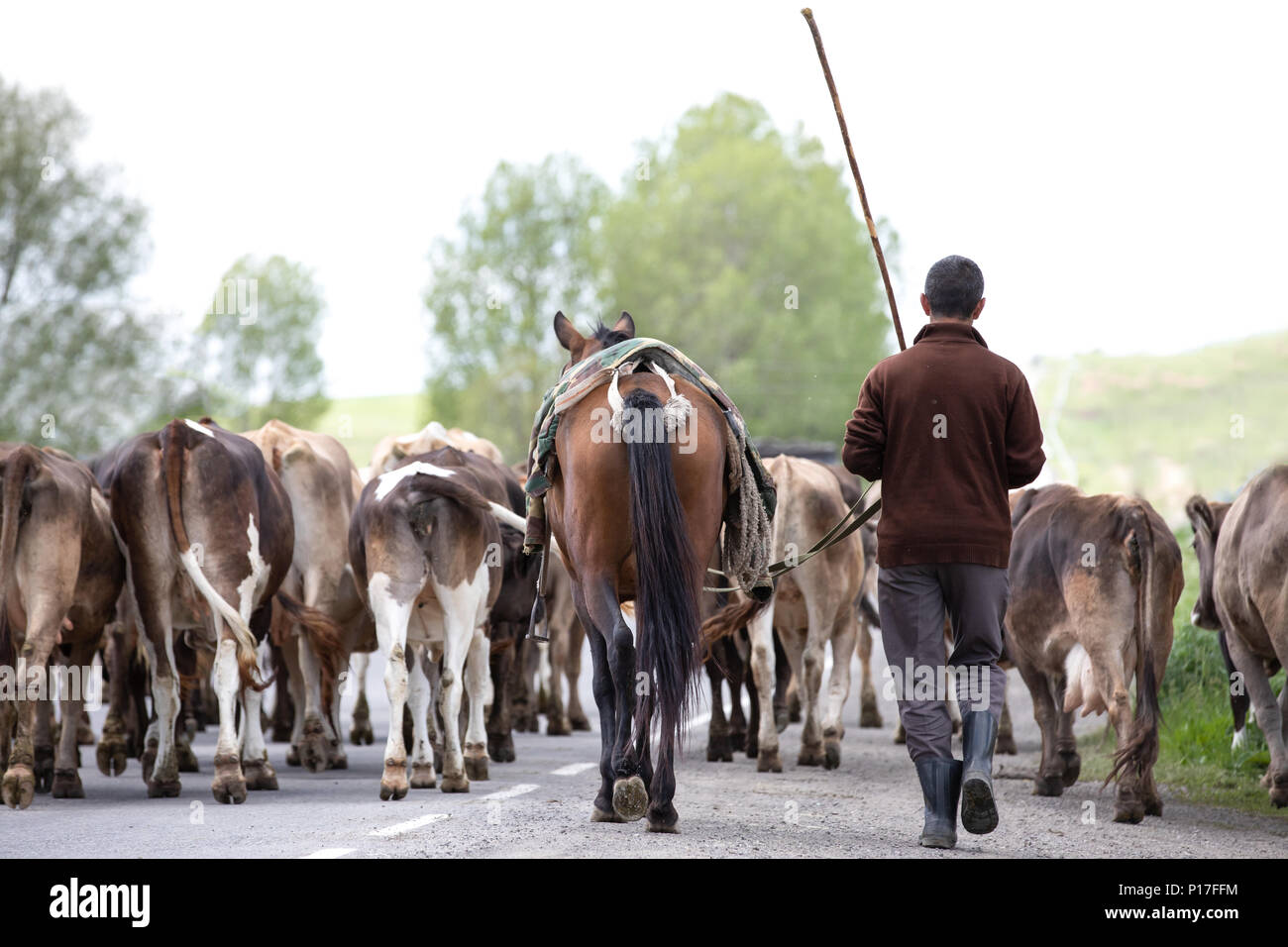 Comitiva de gado, peão de boiadeiro, boi, Cortege of Cattle, Peasant of  Cowboy, Ox, Bos taurus, Miranda, Mato Grosso do Sul, Brazil Stock Photo -  Alamy