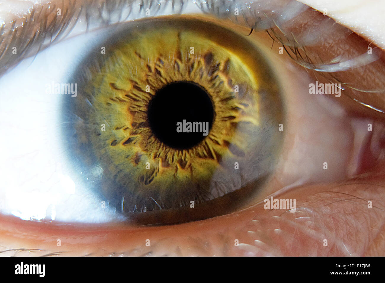 Extreme Closeup Macro On Human Male Eye With Hazel Green Brown
