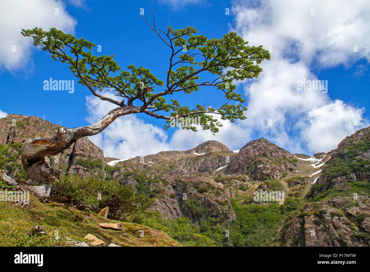 Antarctic beech tree in the Dientes de Navarino mountain Stock Photo