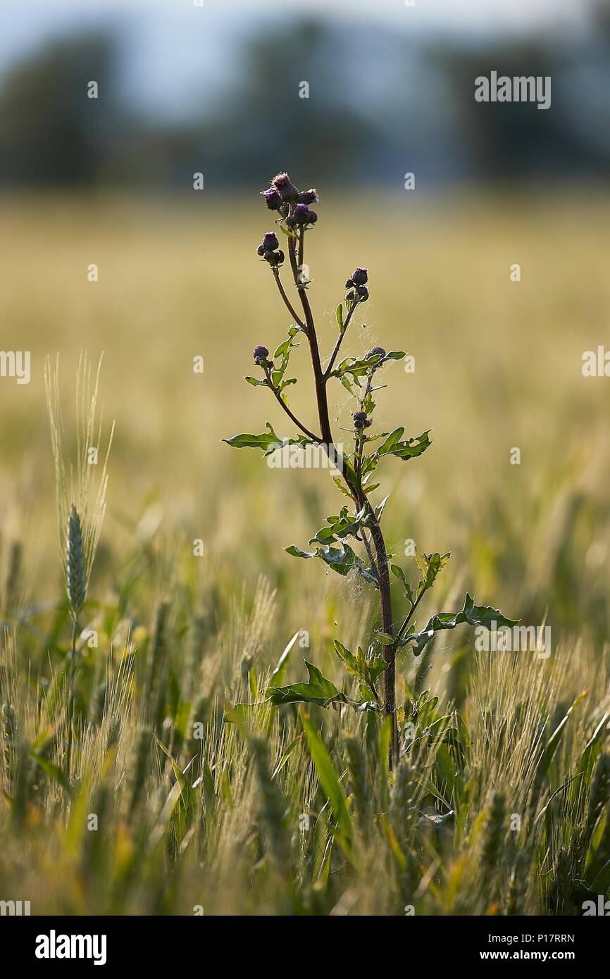 Weed plant silhouette hi-res stock photography and images - Alamy