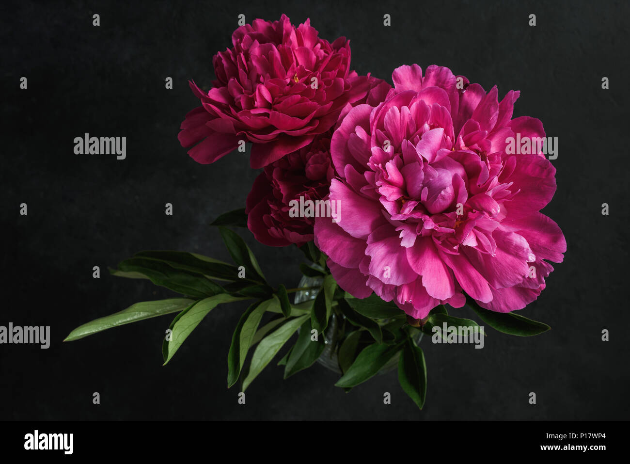 Pink Peonies Images – Browse 393,799 Stock Photos, Vectors, and Video