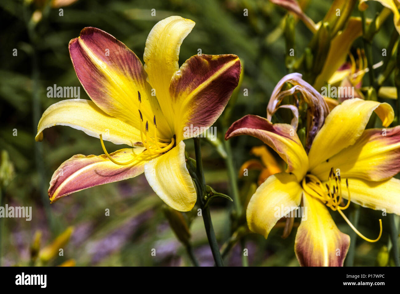Yellow Daylily Hemerocallis ' Spring Fantasy ',daylilies Stock Photo