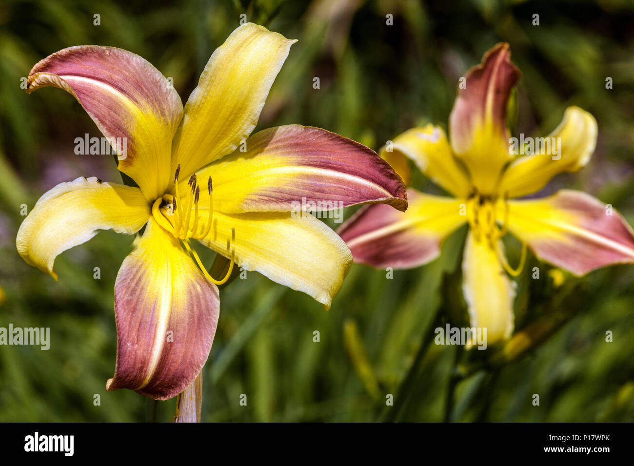 Purple Daylily Hemerocallis ' Spring Fantasy ', Yellow throat daylilies blooming flower Stock Photo
