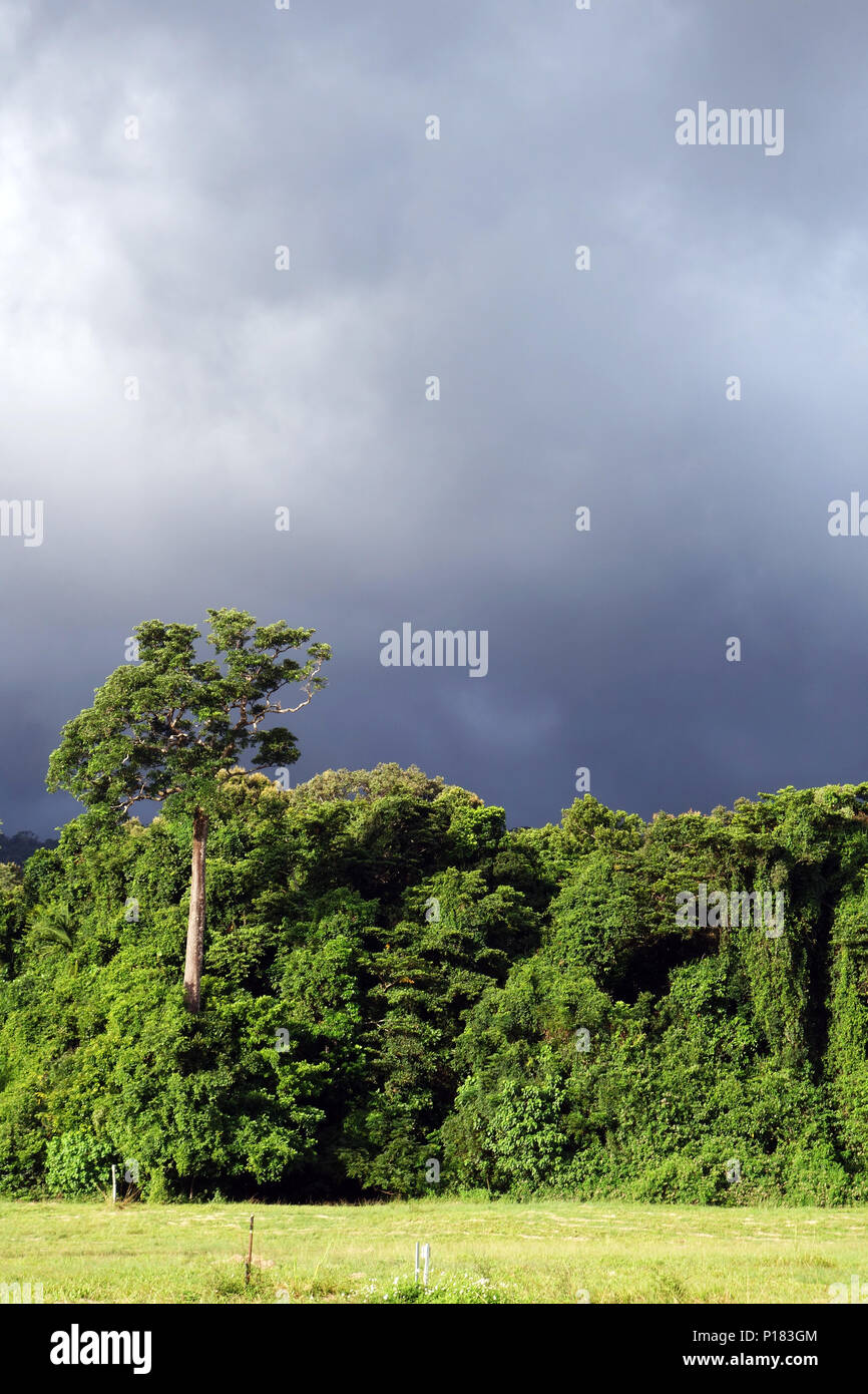 Wet season storm building over rainforest at Home Rule, Daintree region, Queensland, Australia Stock Photo