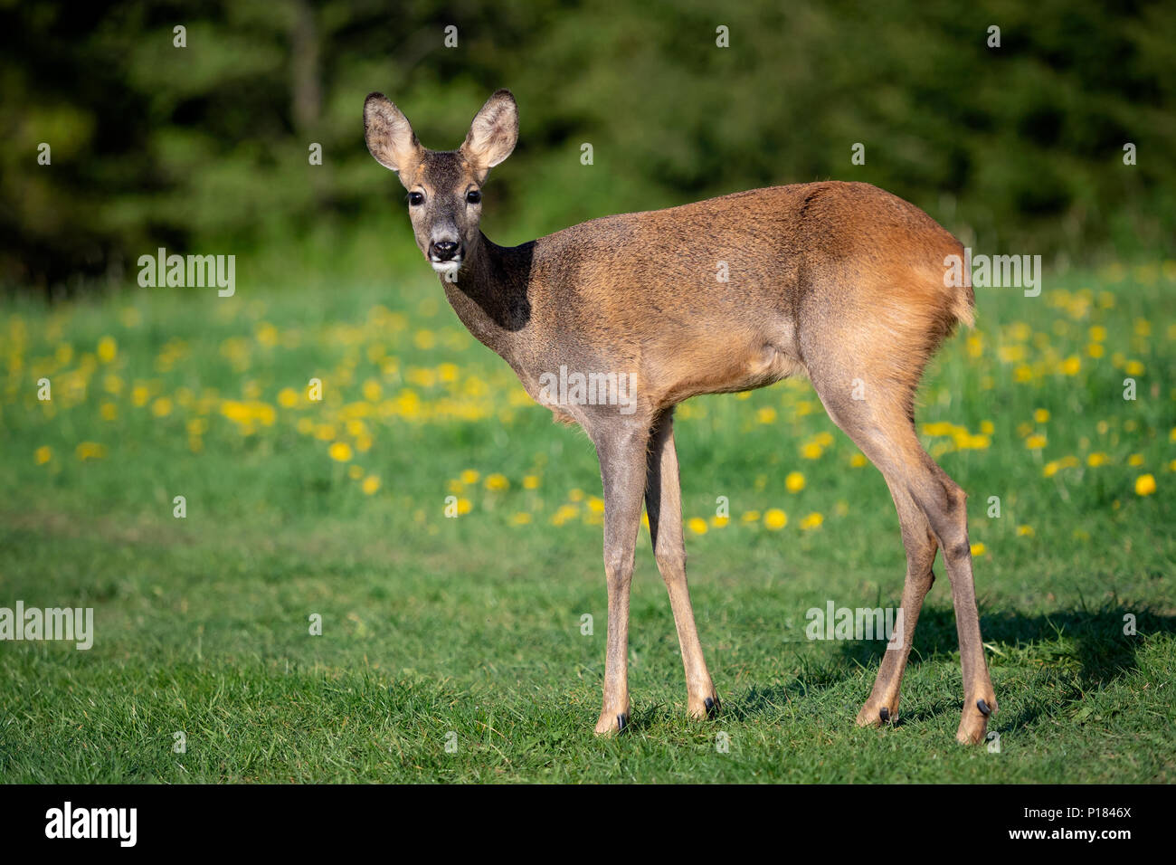 Roe deer fawns and spring hi-res stock photography and images - Alamy