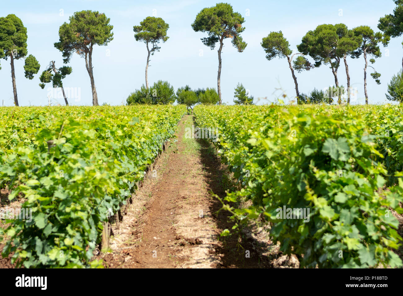 Big vineyards with rows of white wine muscat grapes plants in great