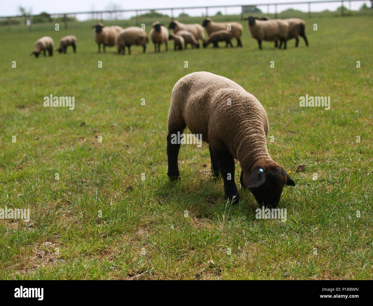 Suffolk lamb hi-res stock photography and images - Alamy