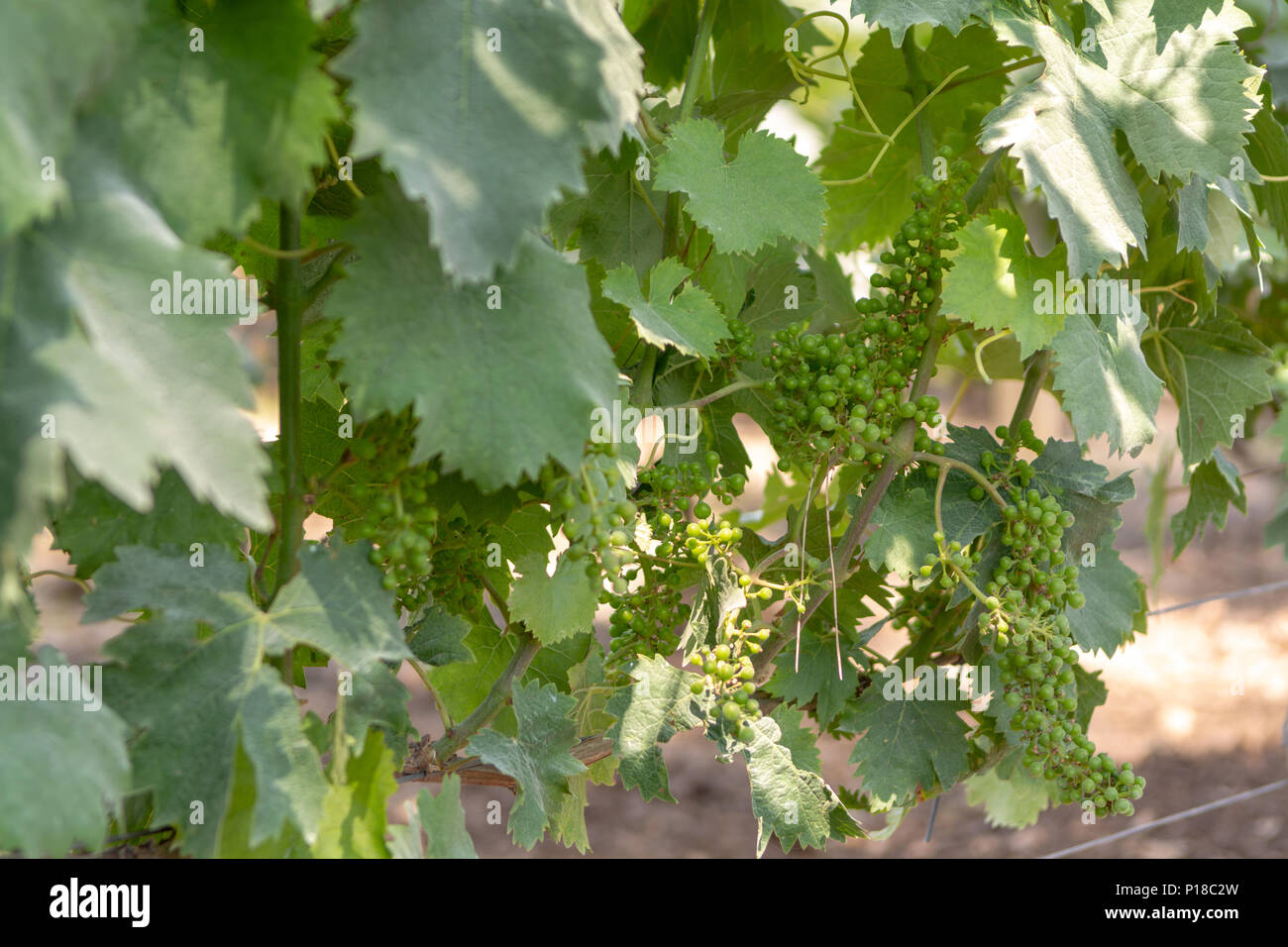 Ripening grapes of red wine grapes plants in great wine region of South Italy Apulia Stock Photo