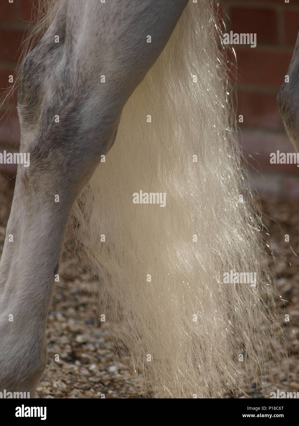 A close up of a very clean white horses tail Stock Photo Alamy