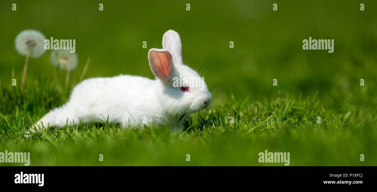 Little white rabbit on green grass in summer day Stock Photo - Alamy