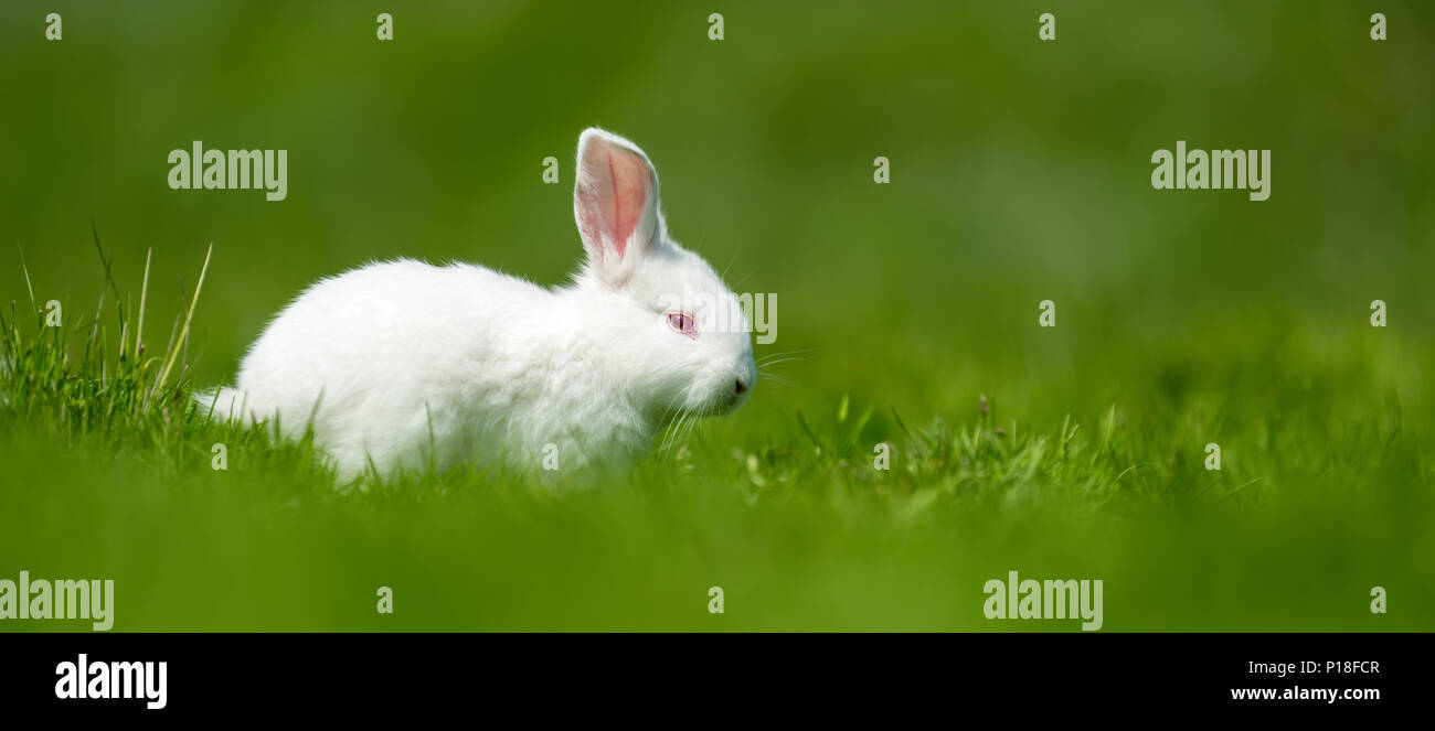 Little white rabbit on green grass in summer day Stock Photo - Alamy