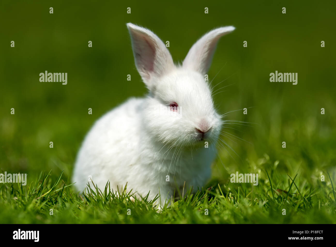 Little white rabbit on green grass in summer day Stock Photo