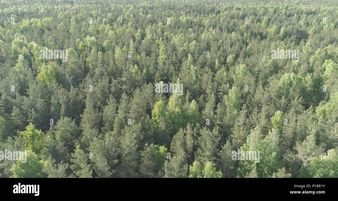 Aerial flight over mixed forest on a sunny summer day Stock Photo - Alamy