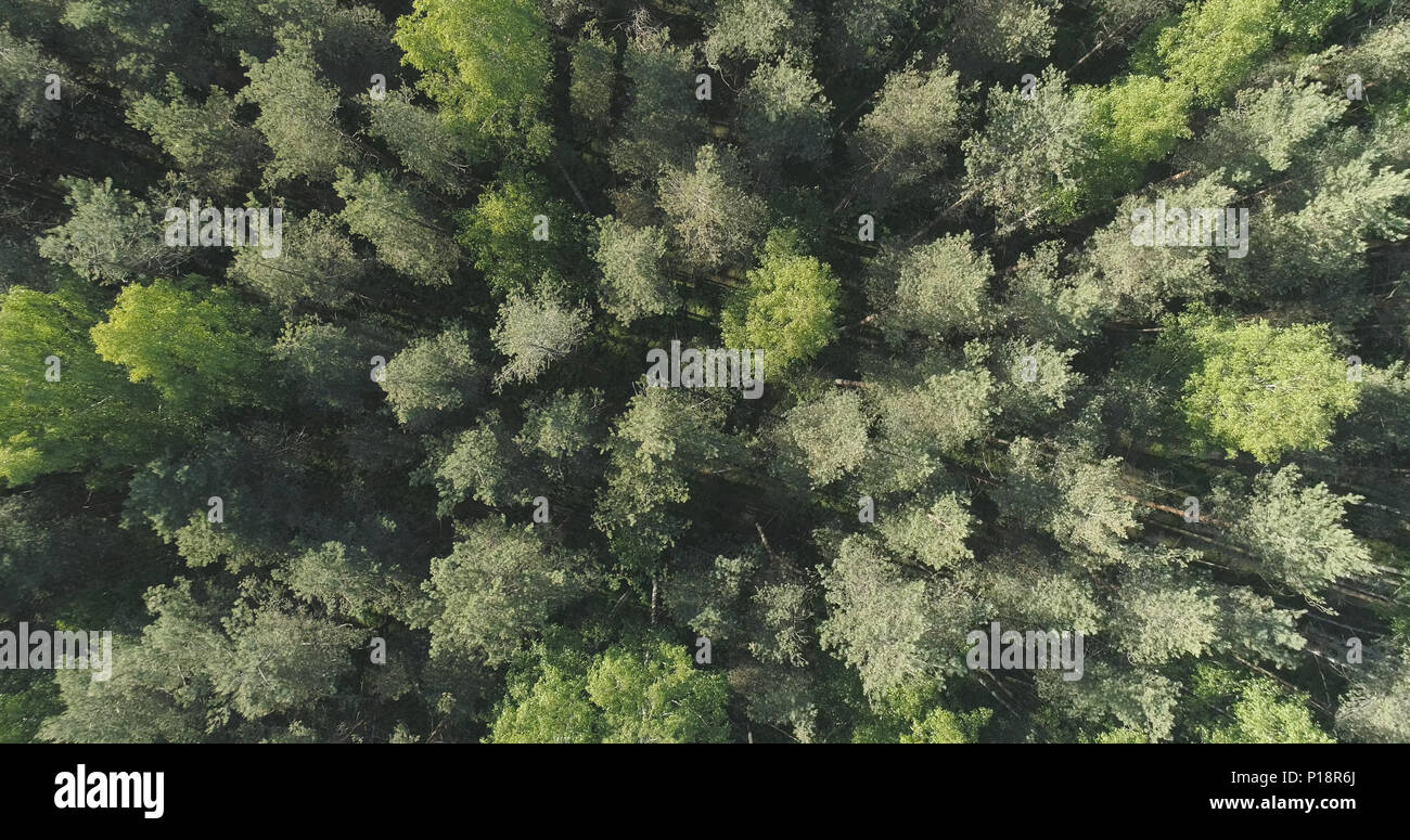 Aerial flight over mixed forest on a sunny summer day Stock Photo - Alamy
